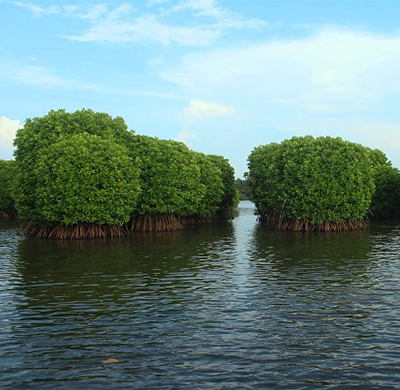 Kavvayi Backwaters